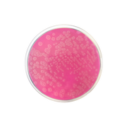 Acetamide Agar 1391 - Microbiology - Condalab