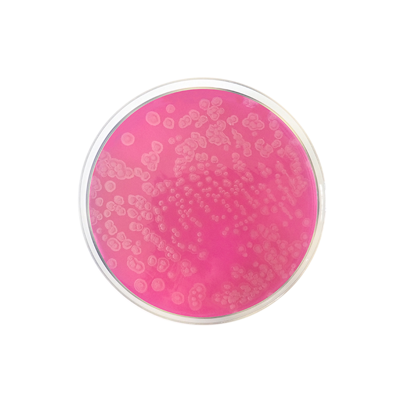 Acetamide Agar 1391 - Microbiology - Condalab