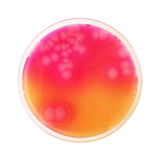 Bacillus Cereus Selective Agar Base (MYP) CO1124 - Microbiology - Condalab