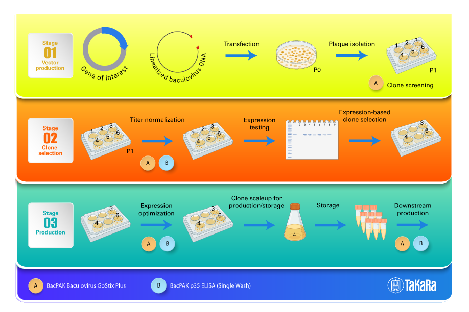 BacPAK™ Baculovirus GoStix™ Plus 631479 - Protein research - Takara Bio