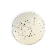 Baird Parker Agar Base ISO 1100 - Microbiology - Condalab