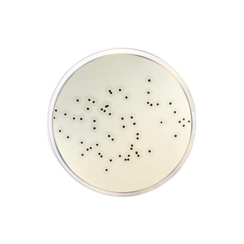 Baird Parker Agar Base ISO 1100 - Microbiology - Condalab