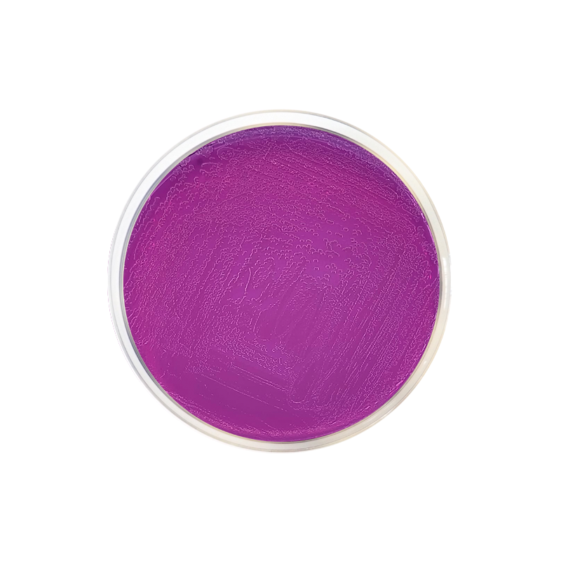 BCP Agar 1051 - Microbiology - Condalab