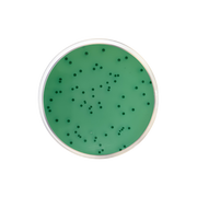 Bismuth Sulfite Agar (Wilson Blair) USP CO1011 - Microbiology - Condalab