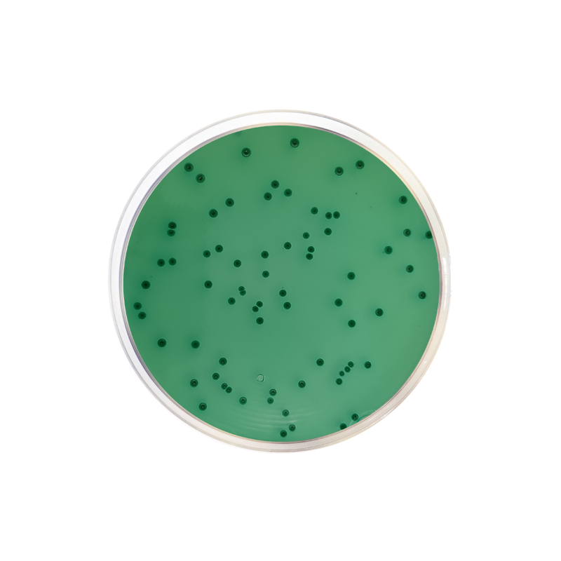 Bismuth Sulfite Agar (Wilson Blair) USP CO1011 - Microbiology - Condalab
