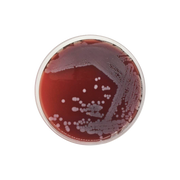 Blood Agar Base CO1108 - Microbiology - Condalab