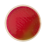 Brilliant Green Agar (BGA) ISO CO1078 - Microbiology - Condalab