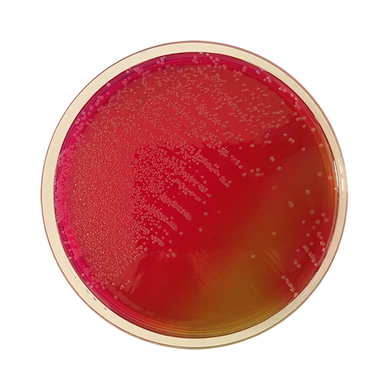 Brilliant Green Agar (BGA) ISO CO1078 - Microbiology - Condalab