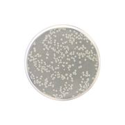 Calcium Caseinate Agar CO1069 - Microbiology - Condalab