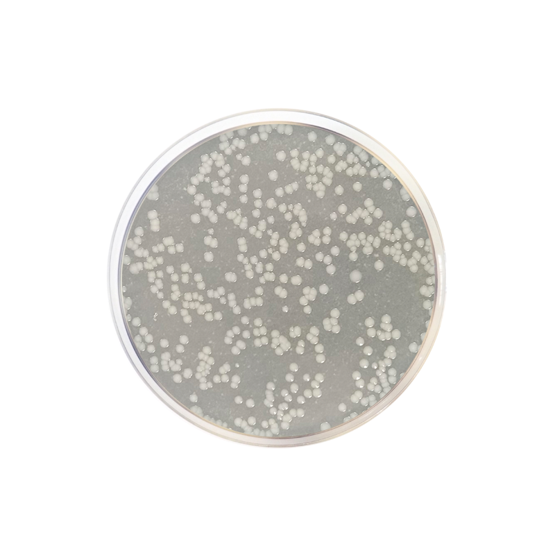 Calcium Caseinate Agar CO1069 - Microbiology - Condalab