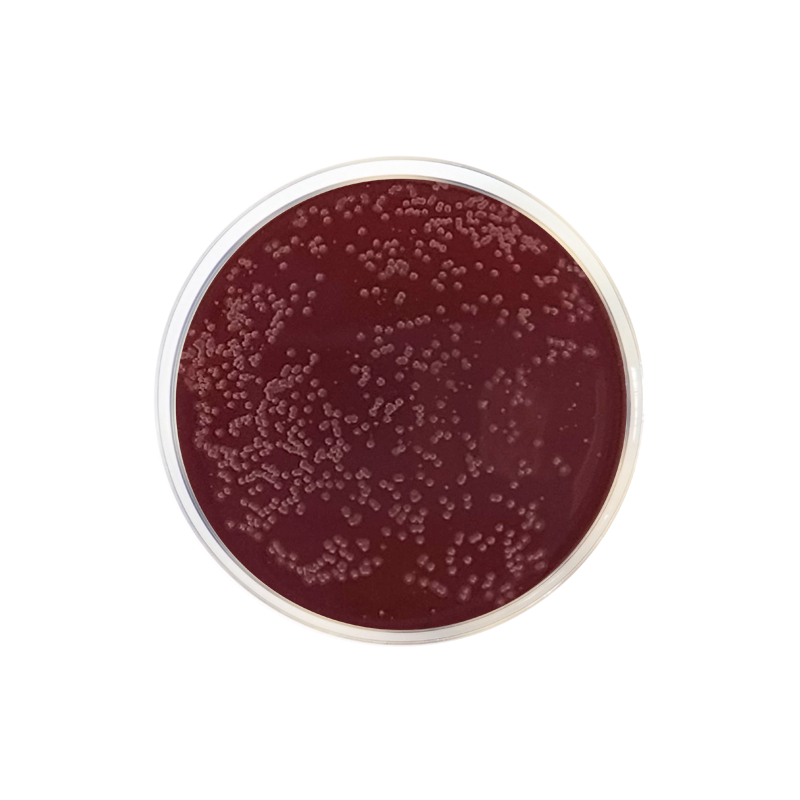 Campylobacter Agar Base (Preston) CO1131 - Microbiology - Condalab