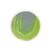 Cetrimide Agar Base EP/USP/ISO CO1102 - Microbiology - Condalab