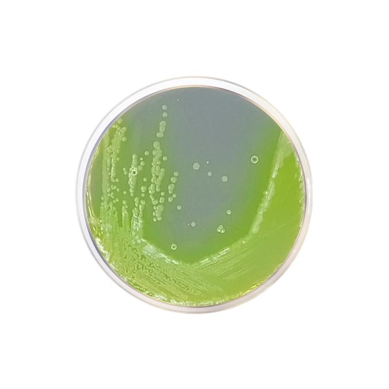 Cetrimide Agar Base EP/USP/ISO CO1102 - Microbiology - Condalab