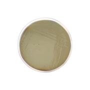 Chapman Stone Agar CO1017 - Microbiology - Condalab