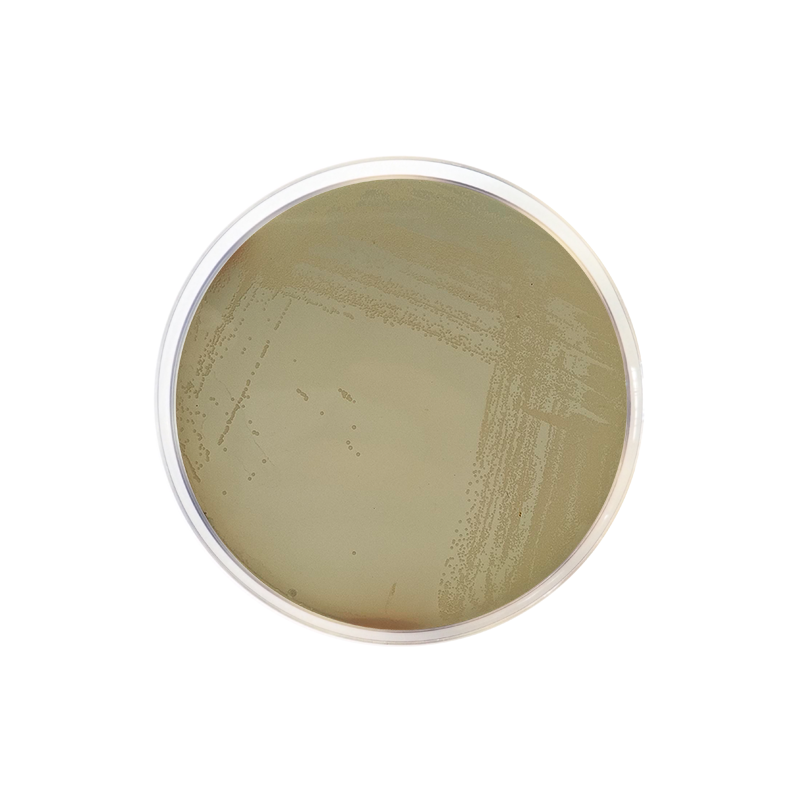 Chapman Stone Agar CO1017 - Microbiology - Condalab