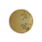 Chromogenic Agar Burkholderia Cepacia CO2142 - Microbiology - Condalab