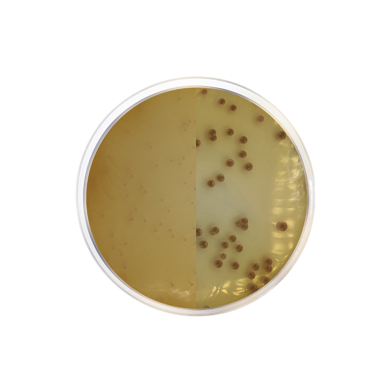 Chromogenic Agar Burkholderia Cepacia CO2142 - Microbiology - Condalab