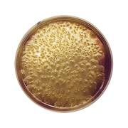 Clostridium Perfringens Agar Base (m-CP) CO1132 - Microbiology - Condalab