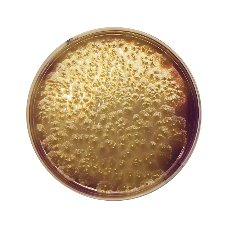 Clostridium Perfringens Agar Base (m-CP) CO1132 - Microbiology - Condalab