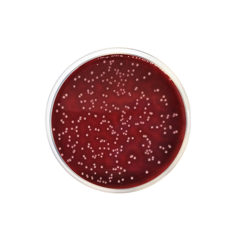 Columbia Agar Base EP/USP/ISO 1104 - Microbiology - Condalab