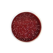 Columbia Agar Base EP/USP/ISO CO1104 - Microbiology - Condalab