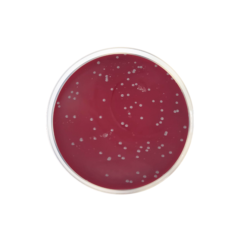Columbia CNA Agar Base CO1152 - Microbiology - Condalab