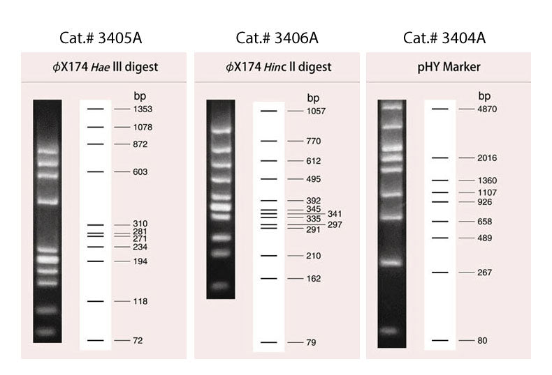 Wide-Range DNA Ladder (100-5,000 bp) 3428A - Cloning - Takara Bio