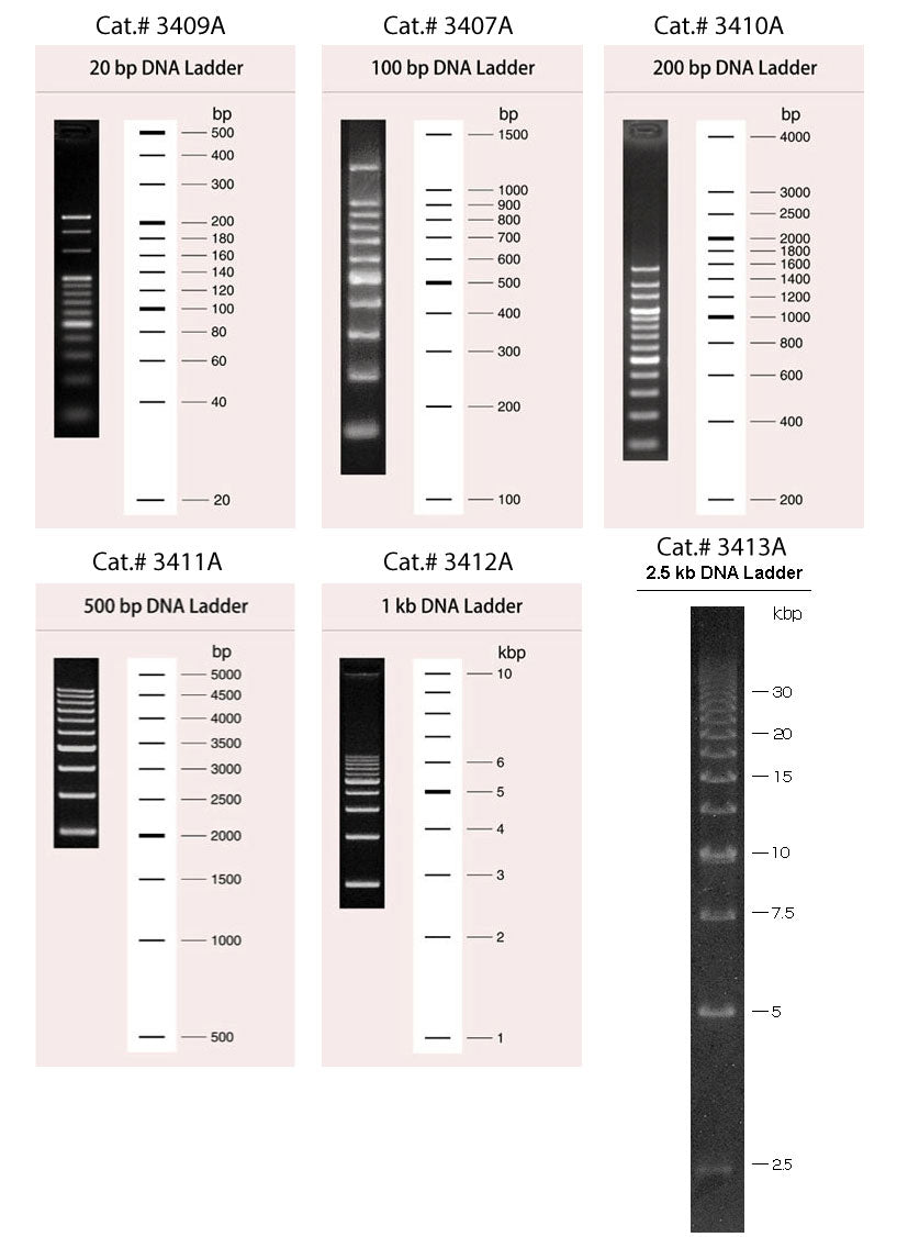 Wide-Range DNA Ladder (100-5,000 bp) 3428A - Cloning - Takara Bio
