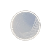 Czapek-Dox Modified Agar 1015 - Microbiology - Condalab