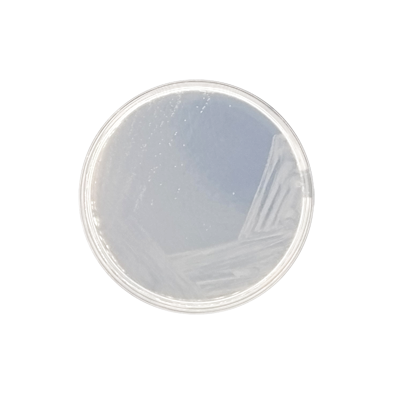 Czapek-Dox Modified Agar 1015 - Microbiology - Condalab