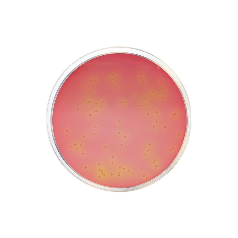 DCLS Agar (Desoxycholate, Citrate, Lactose, Sucrose) CO1045 - Microbiology - Condalab