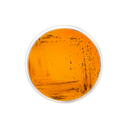 Deoxycholate Citrate Agar CO1067 - Microbiology - Condalab