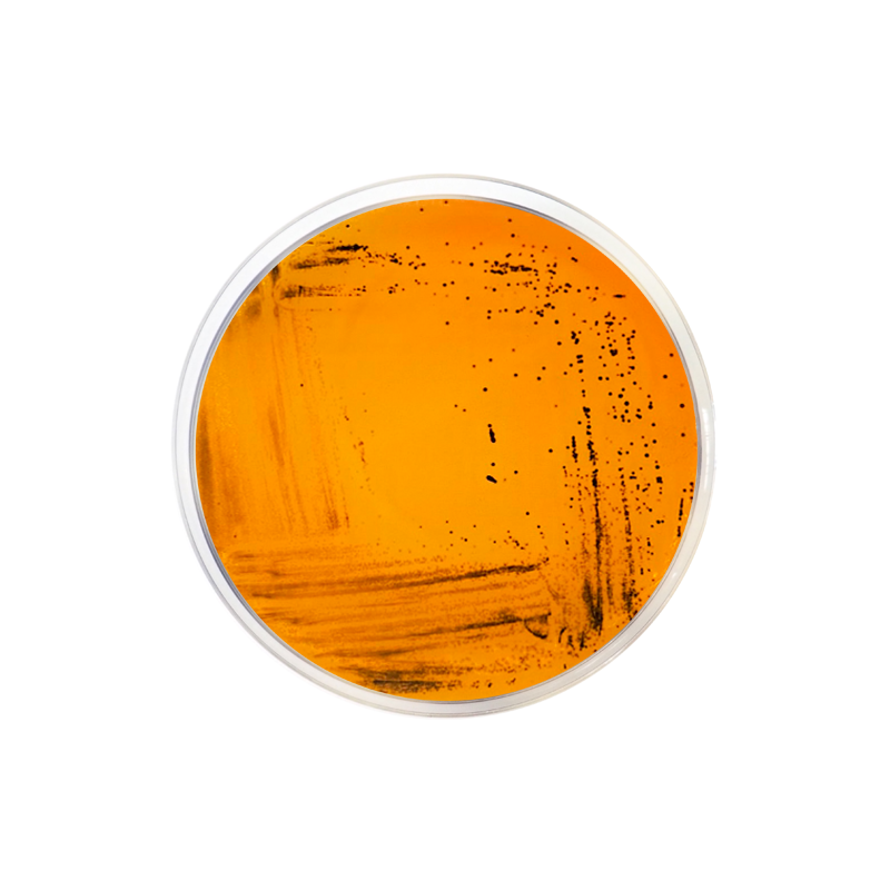 Deoxycholate Citrate Agar CO1067 - Microbiology - Condalab