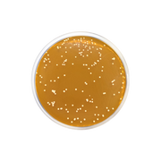 Dermatophytes Agar Base CO1157 - Microbiology - Condalab