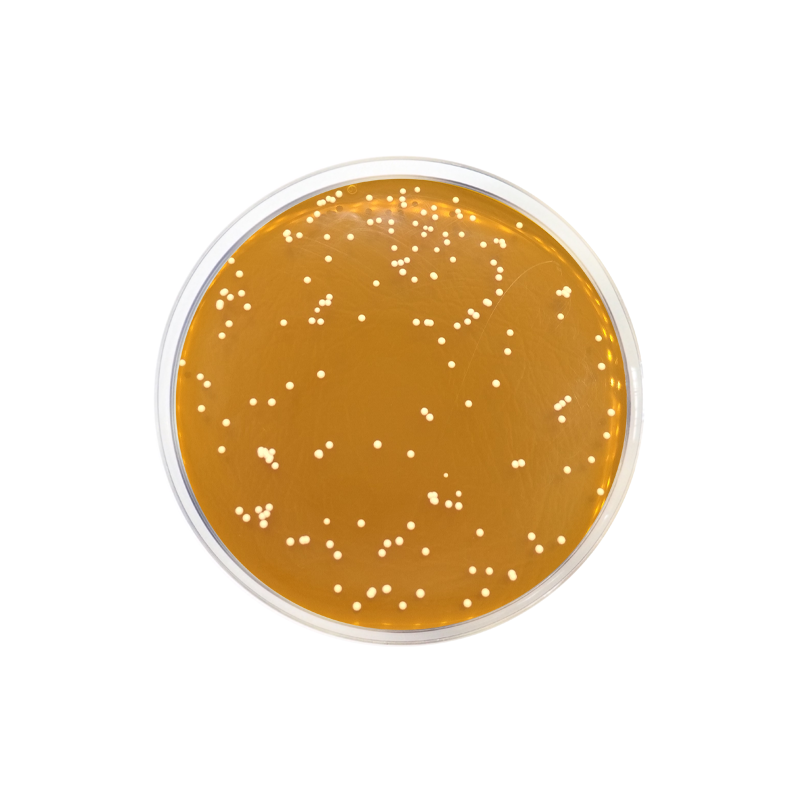Dermatophytes Agar Base CO1157 - Microbiology - Condalab
