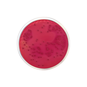 Desoxycholate Lactose Agar CO1025 - Microbiology - Condalab