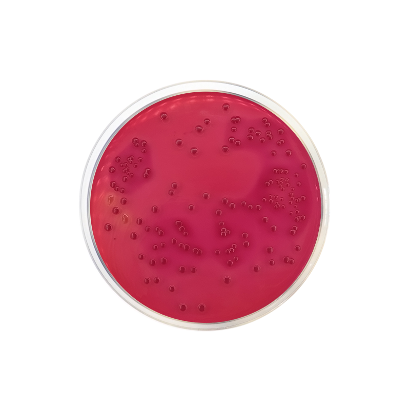 Desoxycholate Lactose Agar CO1025 - Microbiology - Condalab