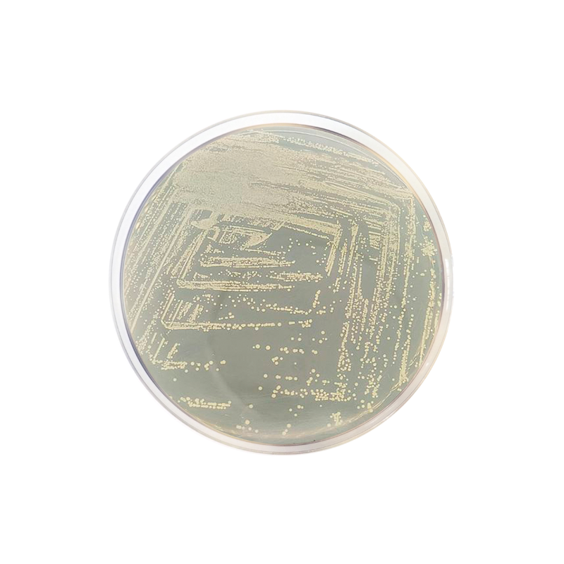 Dextrose Agar 1021 - Microbiology - Condalab
