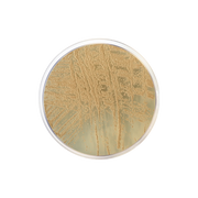 Dichloran Glycerol Agar (DG 18) ISO CO1161 - Microbiology - Condalab