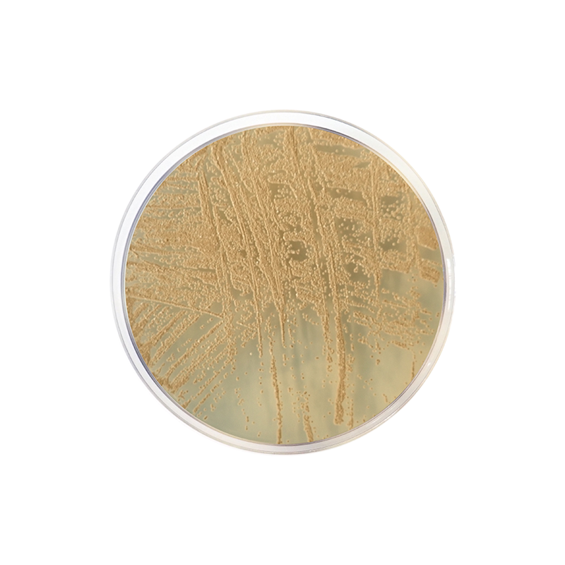 Dichloran Glycerol Agar (DG 18) ISO CO1161 - Microbiology - Condalab