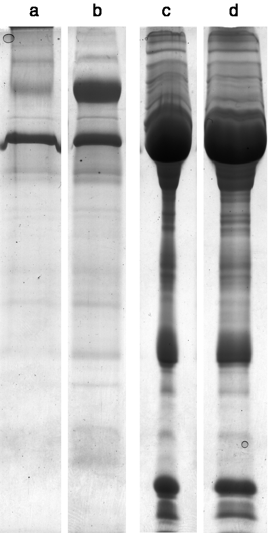 SDS-PAGE Clean-Up Kit 80648470 - Protein analysis equipment and supplies - Cytiva