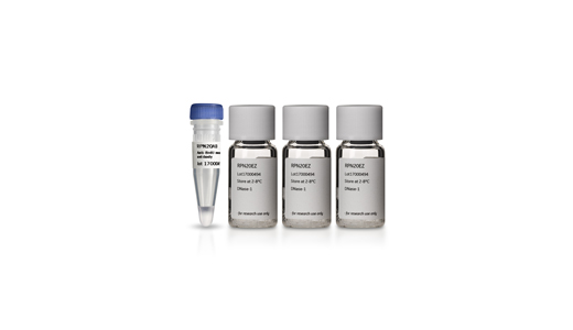 Anti-BrdU Antibody RPN202 - Protein analysis equipment and supplies - Cytiva