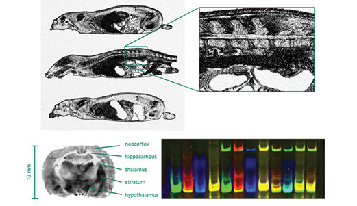 Amersham™ Typhoon™ biomolecular imagers 29187191 - Protein analysis equipment and supplies - Cytiva