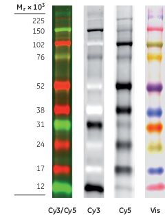 Amersham™ ECL Plex fluorescent rainbow molecular weight markers RPN850E - Protein analysis equipment and supplies - Cytiva