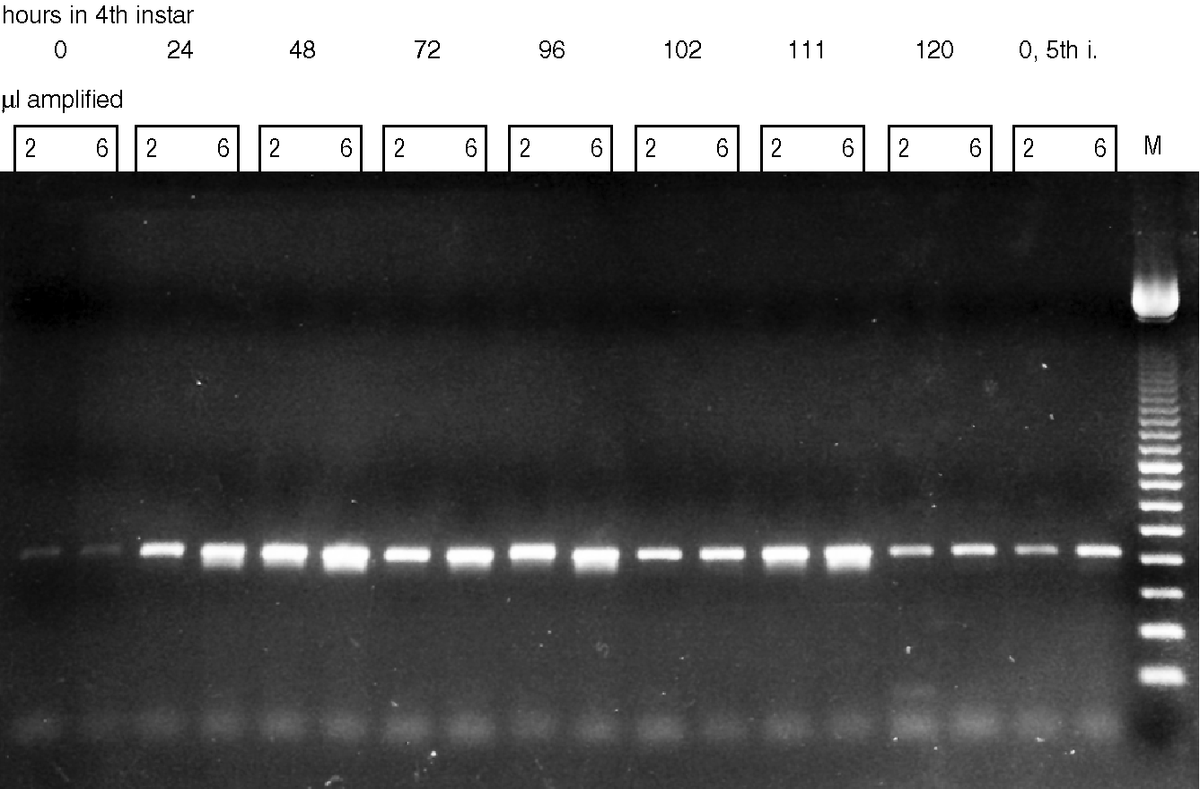 Ready-To-Go™ You-Prime First-Strand Beads 27926401 - Molecular and Immunodiagnostics - Cytiva
