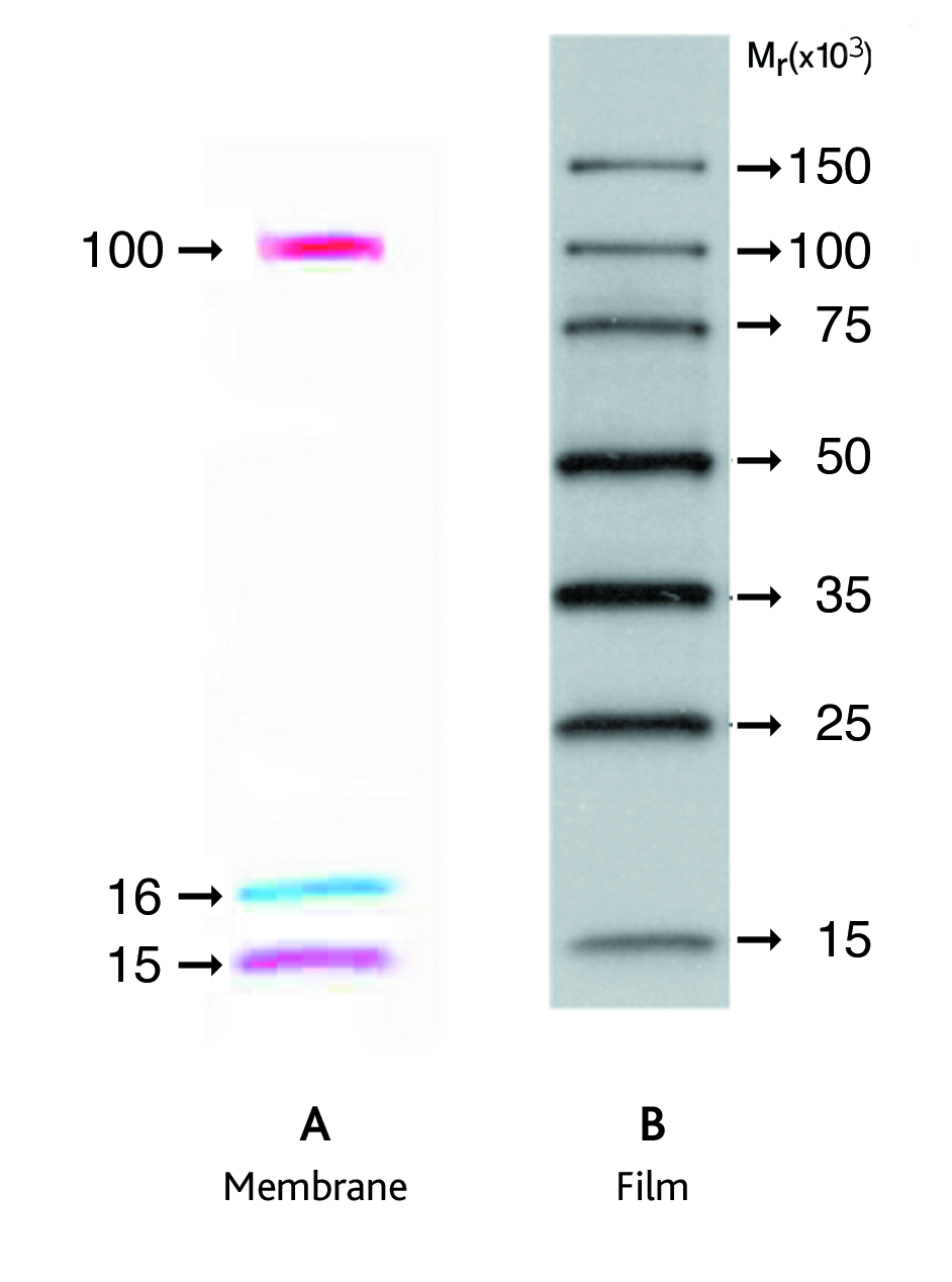 ECL DualVue™ Western blotting markers RPN810 - General - Cytiva
