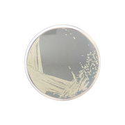 DNAse Test Agar (Deoxyribonuclease Activity) CO1028 - Microbiology - Condalab