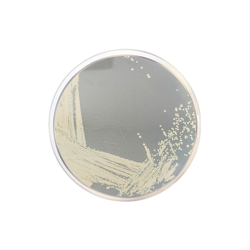 DNAse Test Agar (Deoxyribonuclease Activity) CO1028 - Microbiology - Condalab