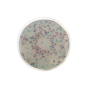 E. coli-Enterobacteria Chromogenic Agar CO2018 - Microbiology - Condalab