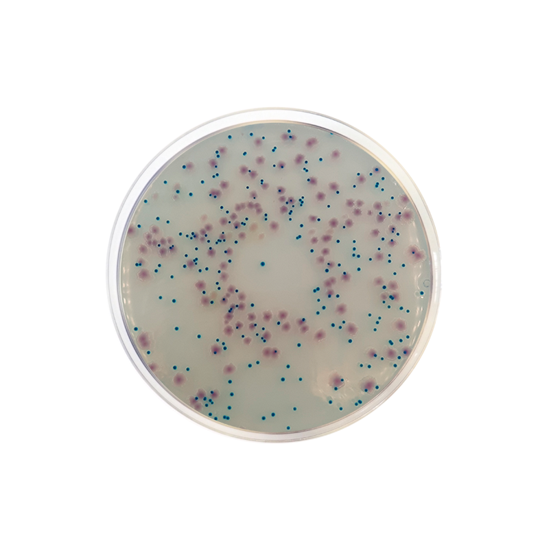 E. coli-Enterobacteria Chromogenic Agar CO2018 - Microbiology - Condalab